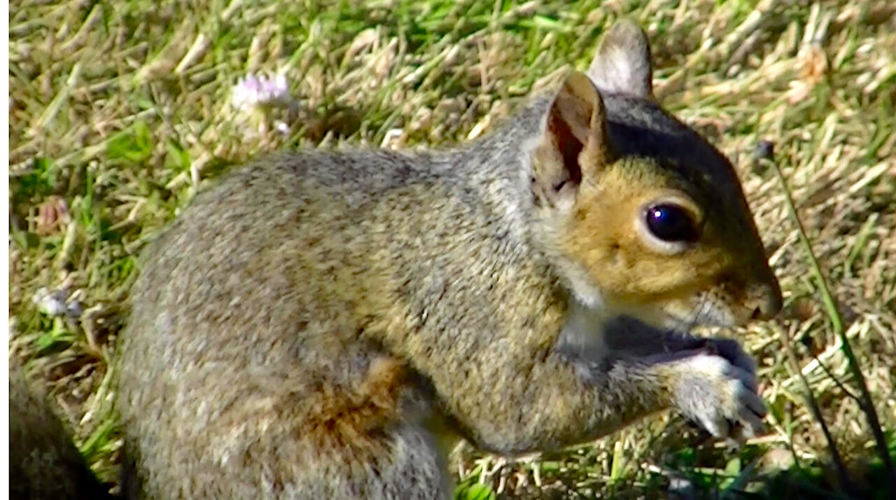 IECV NV #412 - 👀 Grey Squirrel Out In The Backyard🐿️ 7-8-2017