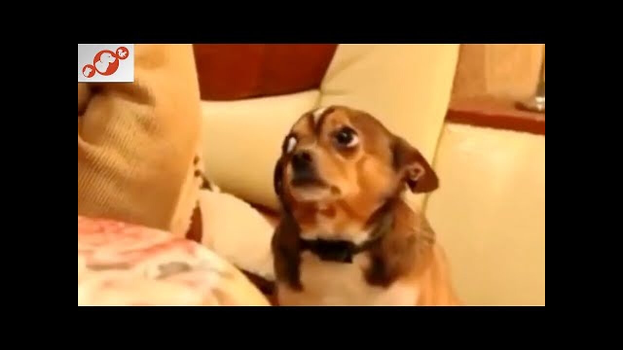 😀 Funny, Cute Dogs 🐶 Best Of The Best Compilation!