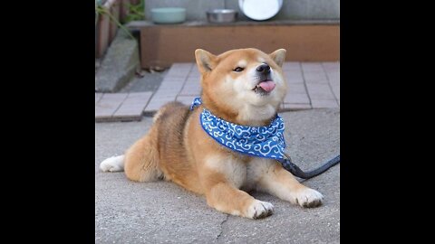How cute dogs really are