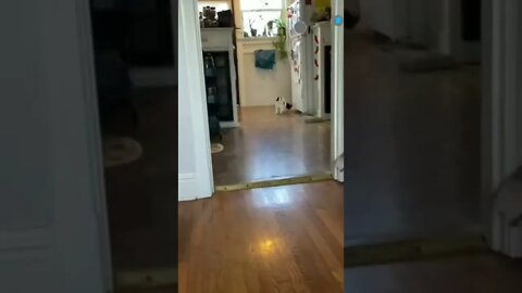 cute cat videos 😹 funny videos 😂 💜