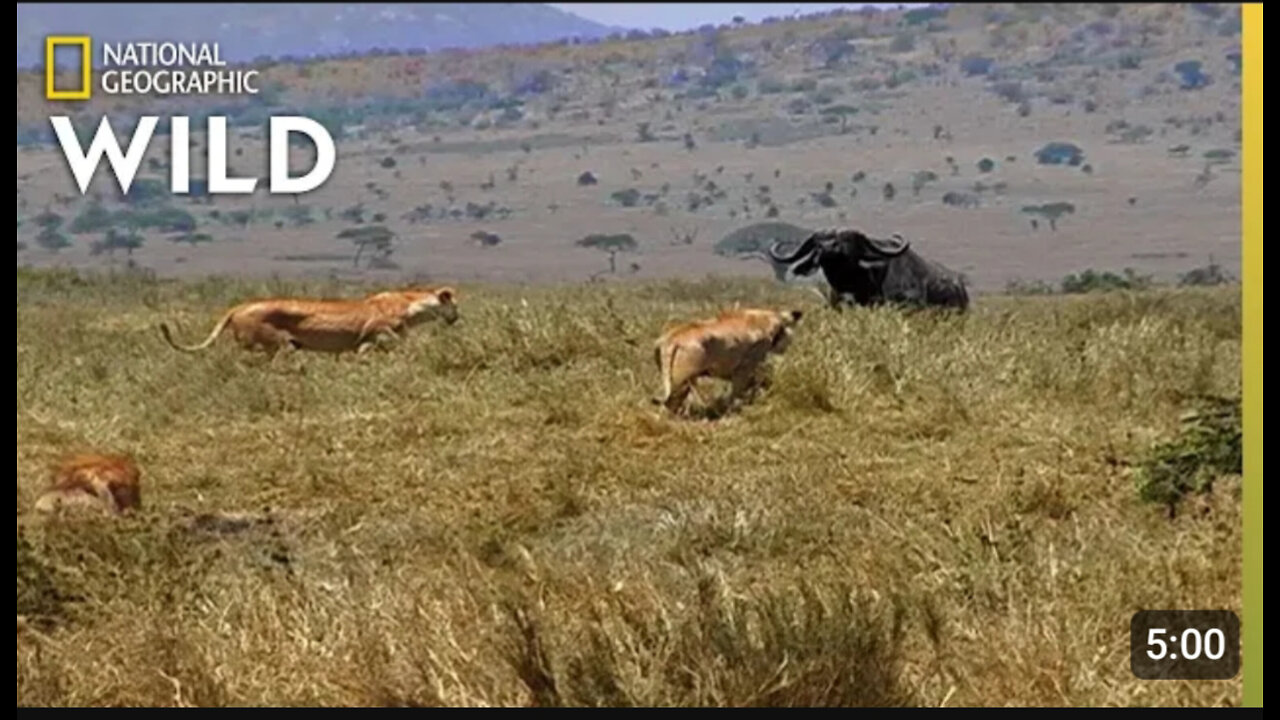 How a Lion Pride Hunts Prey | Cat Attack-tics