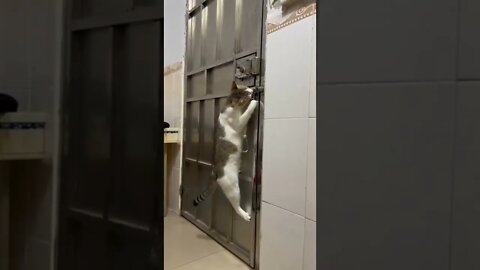 #Caturday criminal escaping..🐈🐾🚪😅 #shorts #tiktok #cat