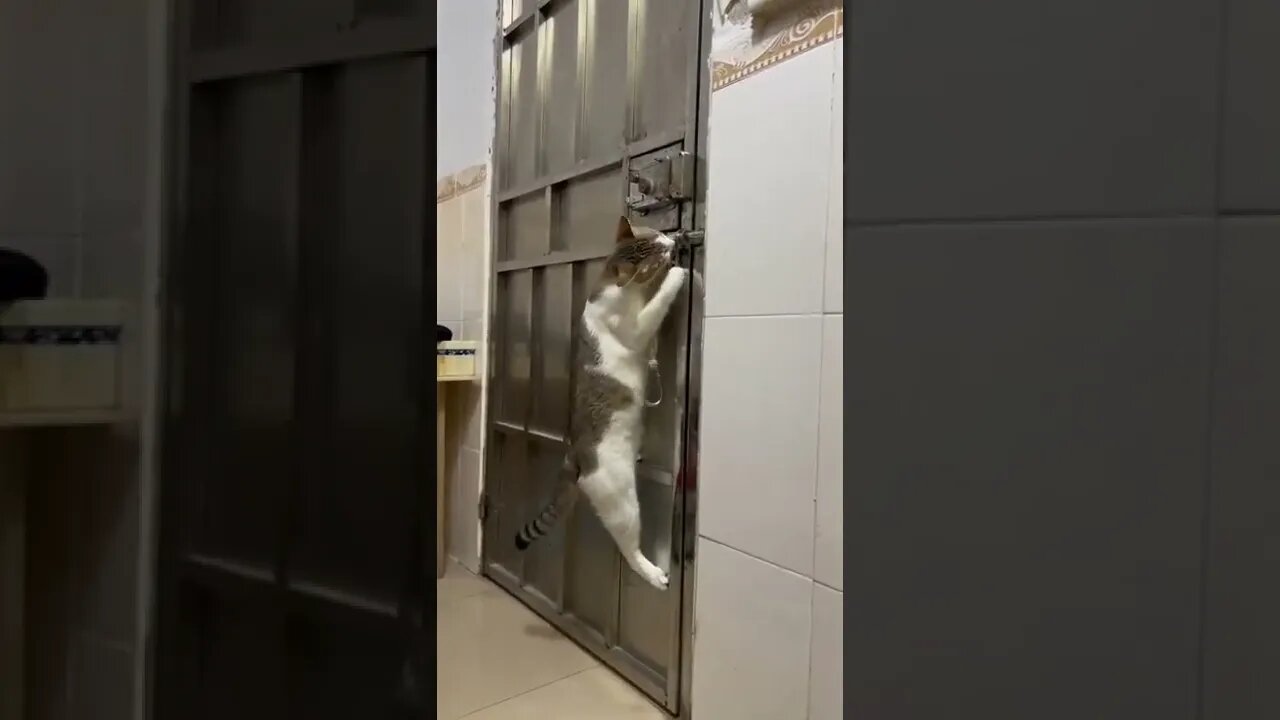 #Caturday criminal escaping..🐈🐾🚪😅 #shorts #tiktok #cat