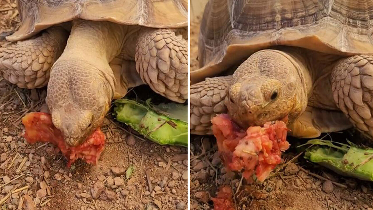 My tortoise enjoying his meal today