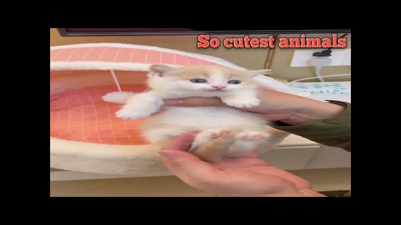 AWW SO CUTE! Cutest baby animals Videos Compilation Cute moment of the Animals #3