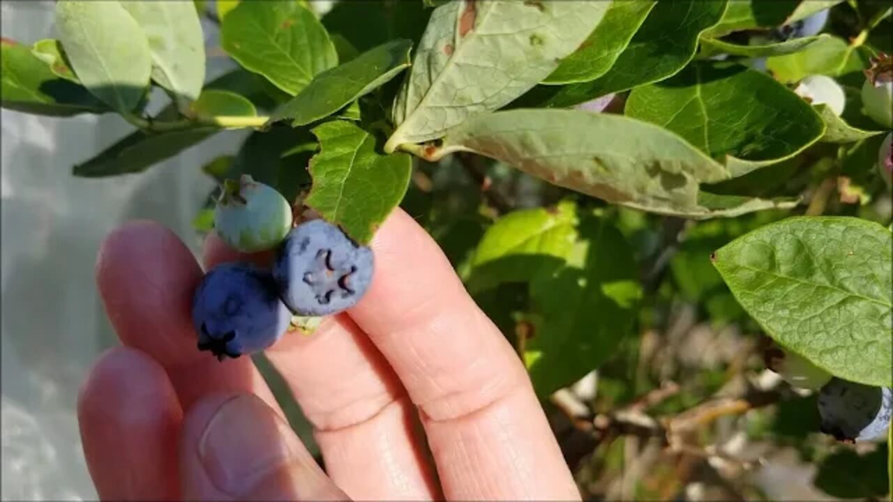 Blueberries and Swallowtails 7-3-20