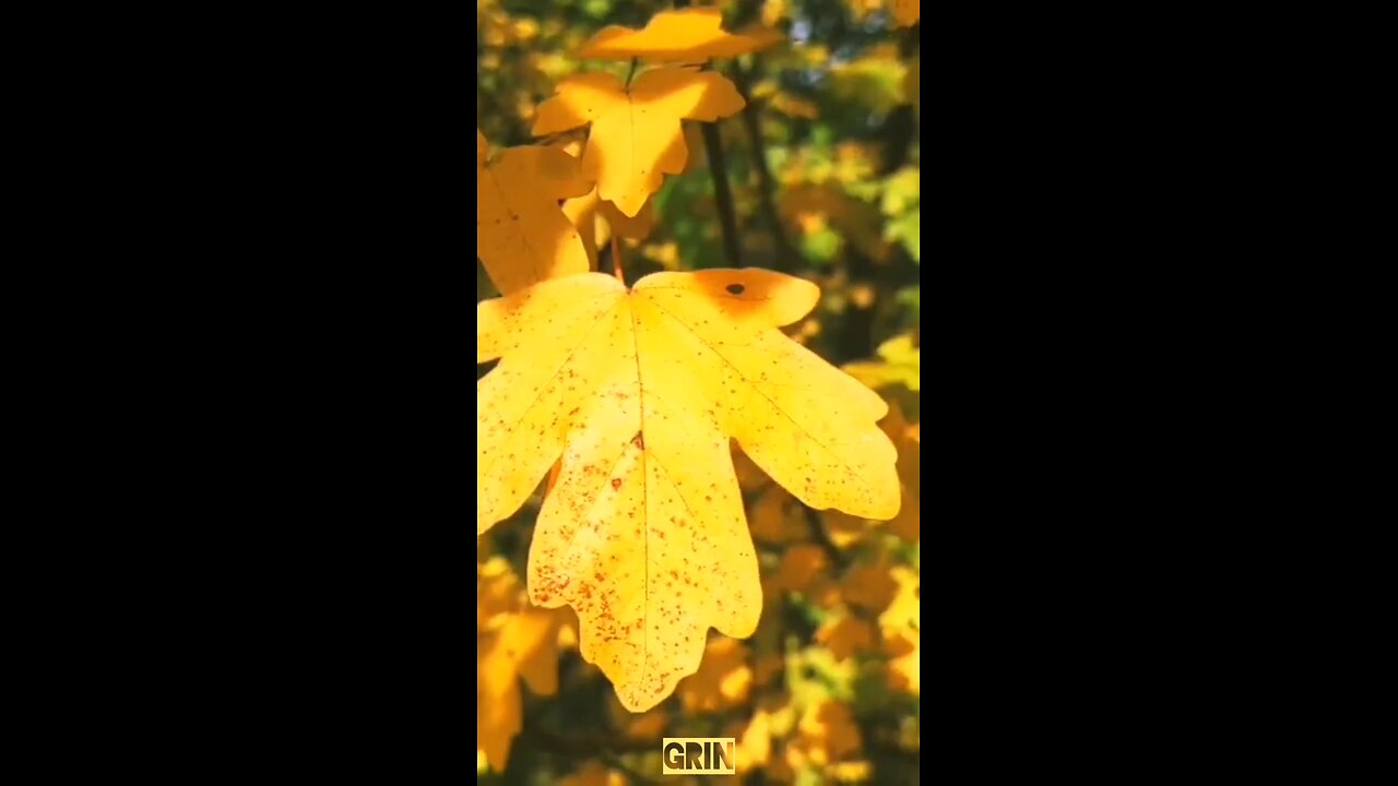 🟡Aivi - Осень в нашей юдоли🍁(2)