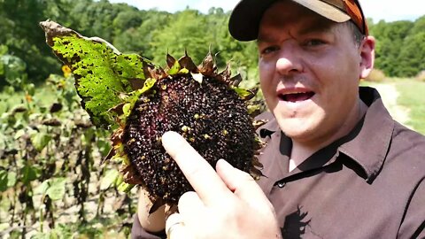 Can You Harvest ProCut Sunflower Seeds? We're Going To Find Out