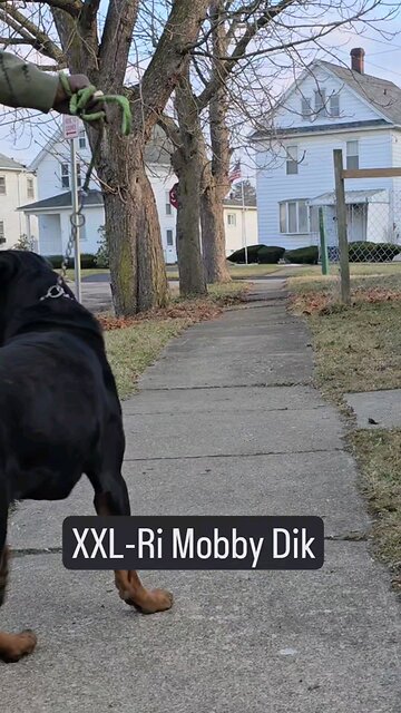 xxl ri mobby dick doneyuno dur kennel
