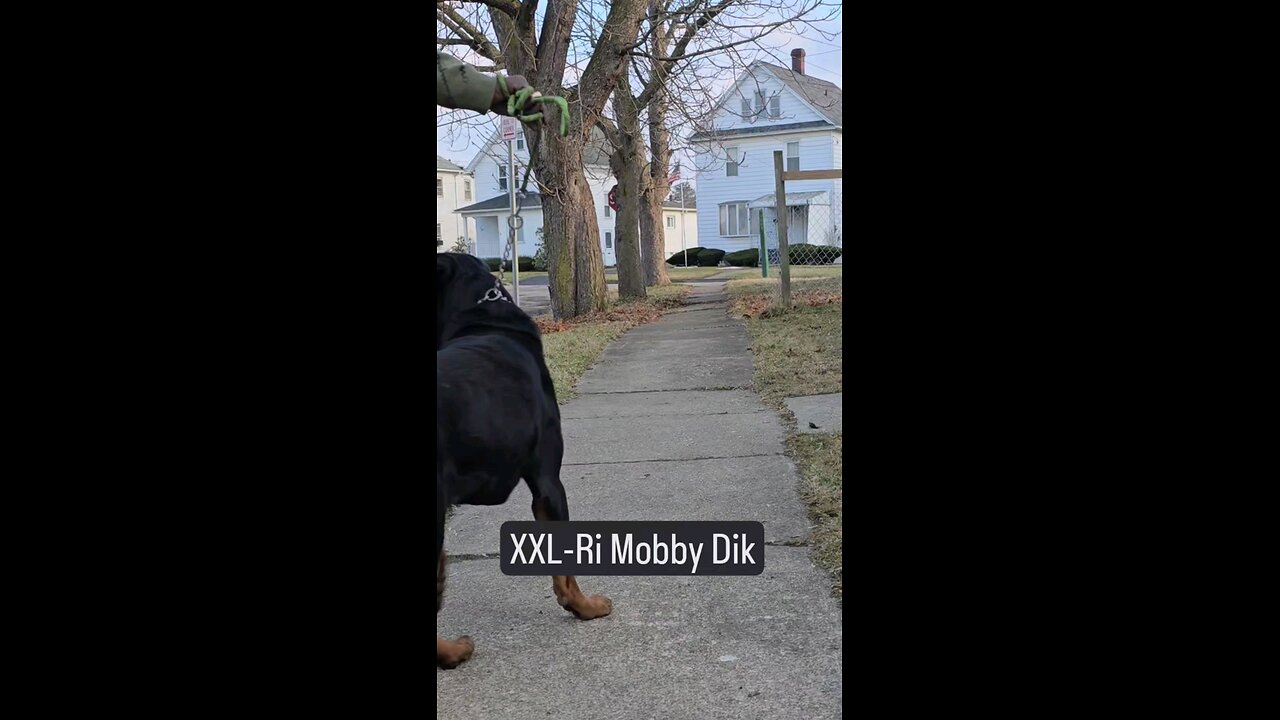 xxl ri mobby dick doneyuno dur kennel