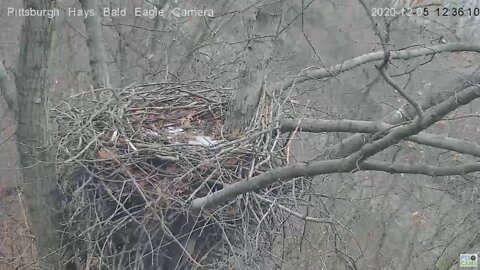 Hays Bald Eagle Mom goes after Squirrel in the nest 2020 12 05 1236pm