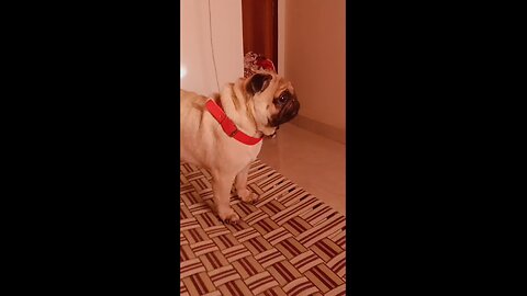 cute pug dog... 😍😍😍 #rumble #funnyvideo #dogfunnyvideo