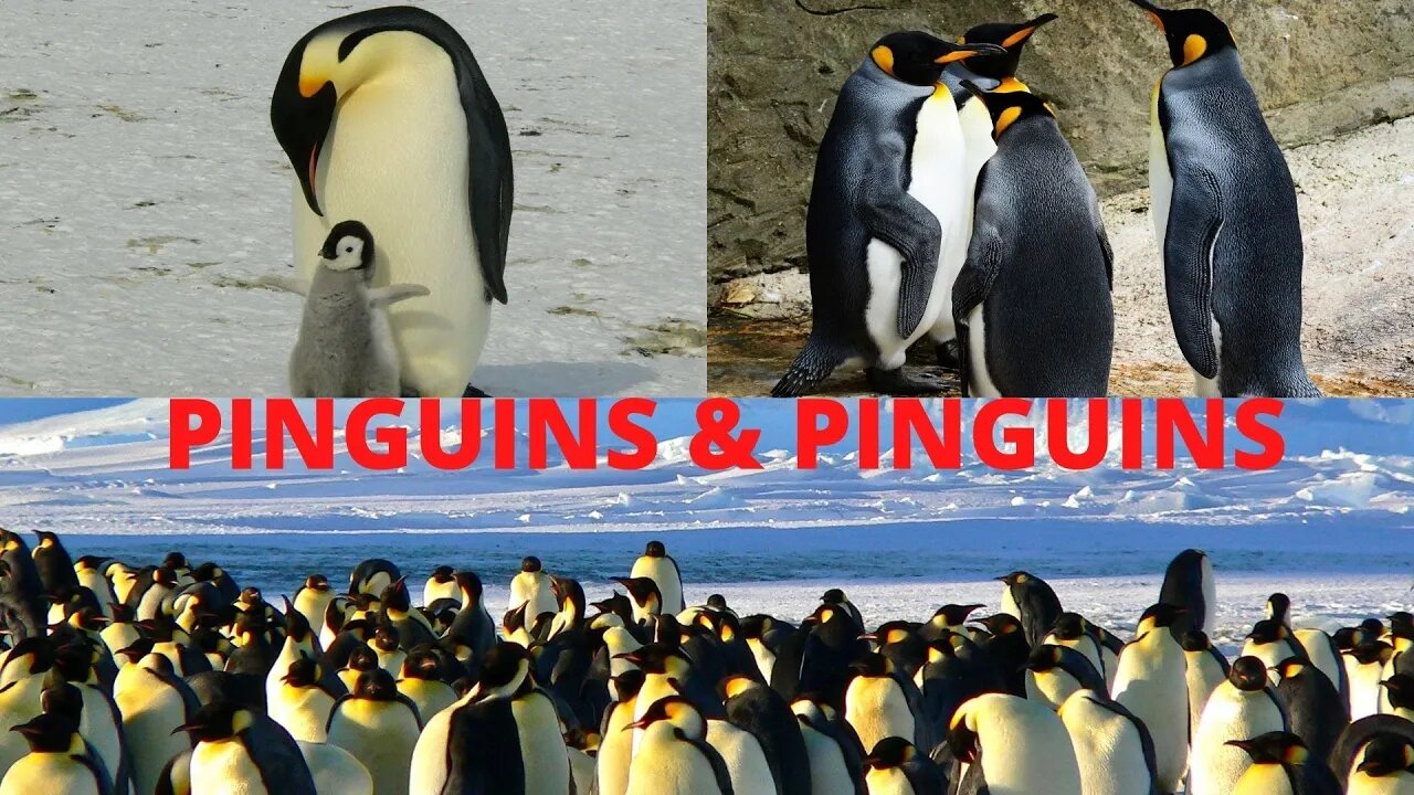 Pinguins e Pinguins!!!🐧🐧🐧