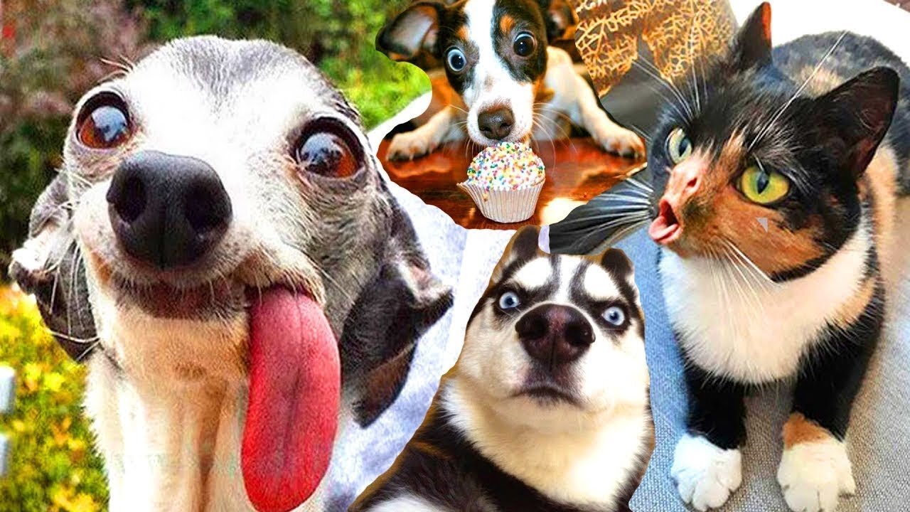 Funny animals - Funny cats / dogs - Funny animal videos 2023πΎπ
