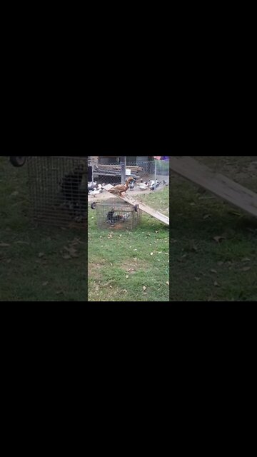 Ducks having a sea saw