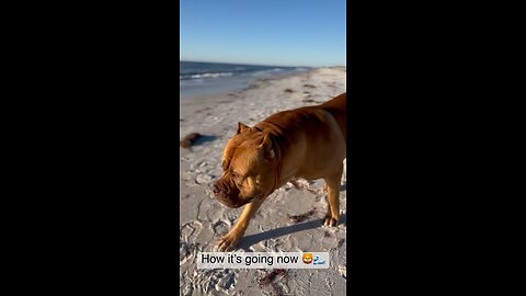 MASSIVE Pit Bull beach adventures! 🦁☀️🌊