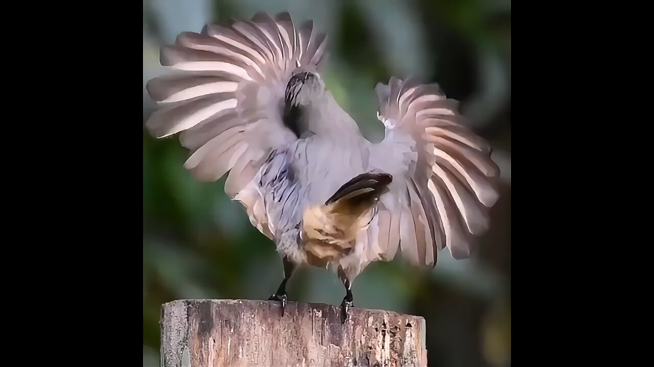 A victoria’s riflebird does its courtship dance to an unimpressed female.