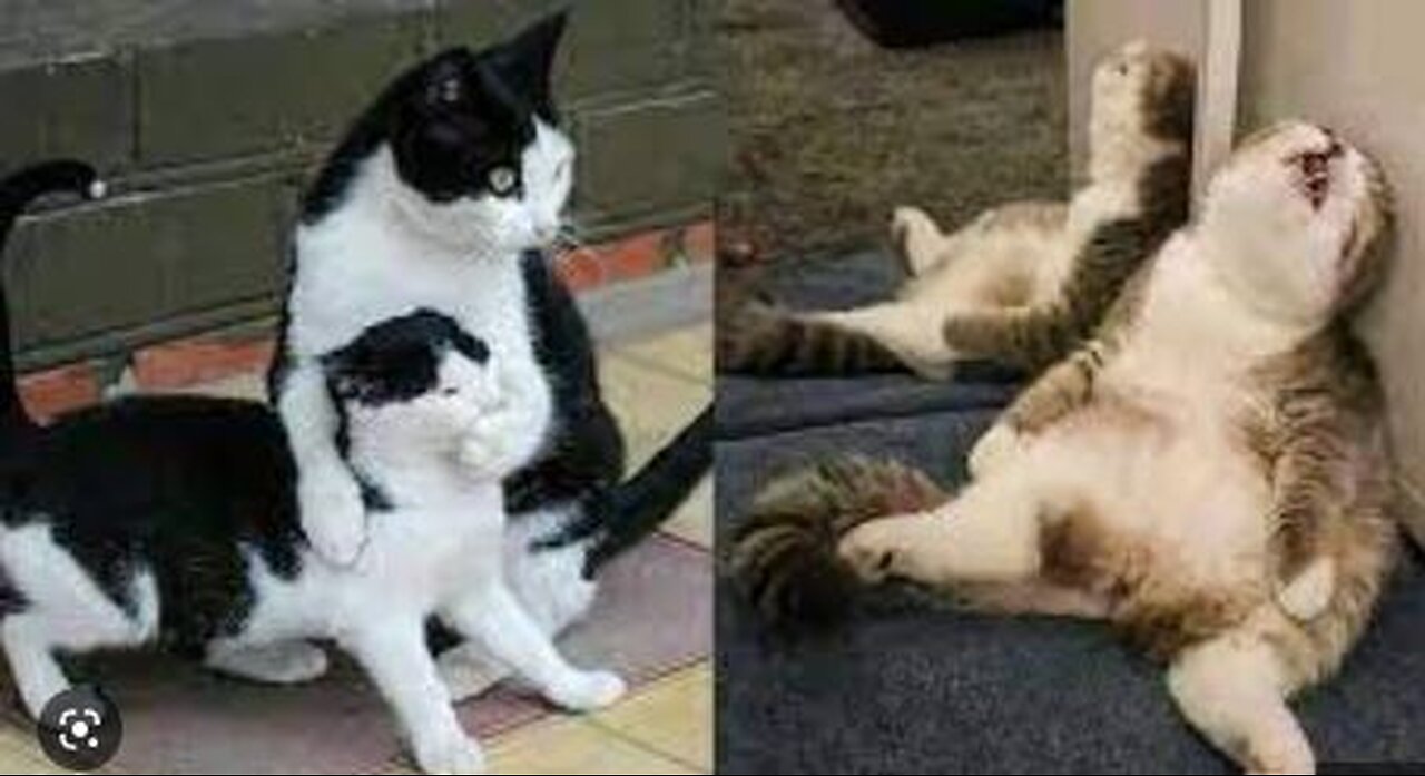 Lazy cats!