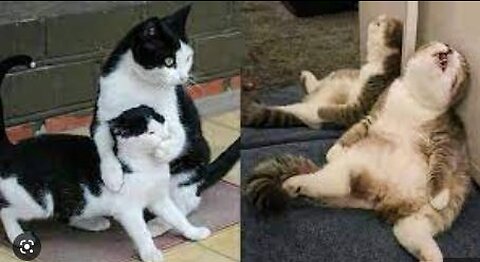 Lazy cats!