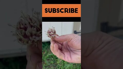 Harvesting hard neck garlic seeds from a scape #shorts