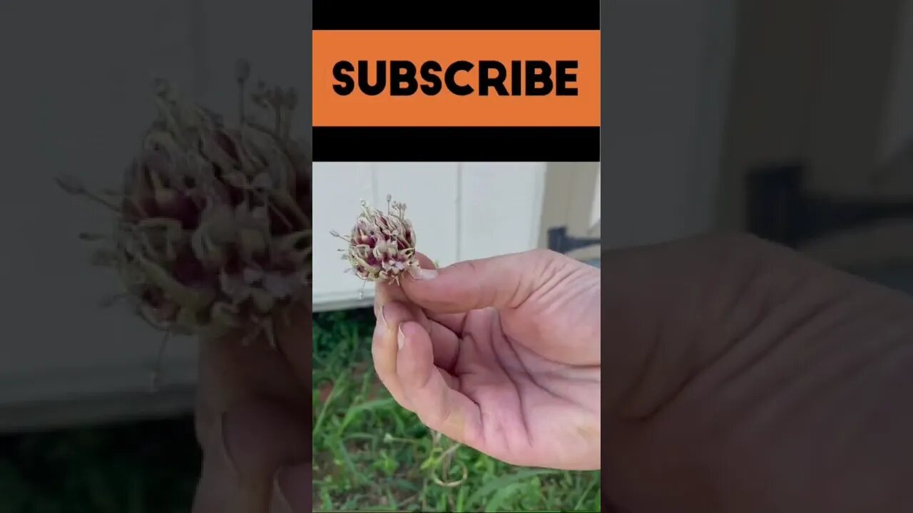 Harvesting hard neck garlic seeds from a scape #shorts