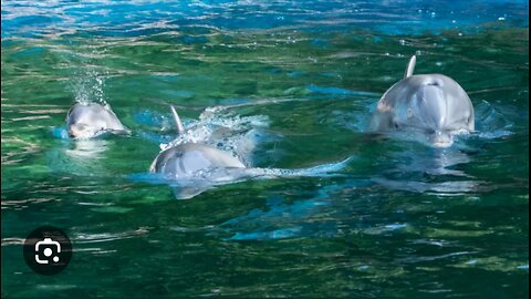 Magical Moment: Dolphin Plays with Baby Girl on Sea Adventure