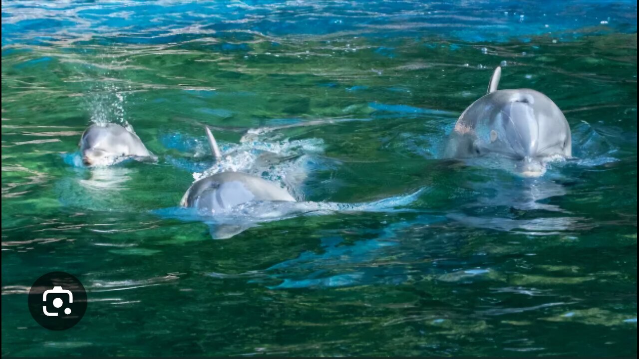 Magical Moment: Dolphin Plays with Baby Girl on Sea Adventure