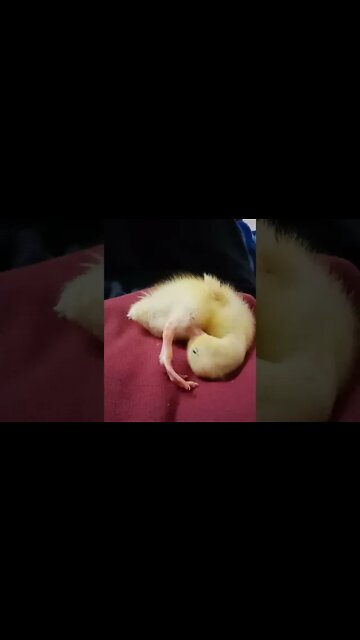 Indian Runner duckling cleaning, an older video, August 2019