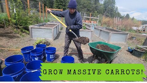 Grow MASSIVE carrots in 5 Gallon Buckets | Adventures In Reality