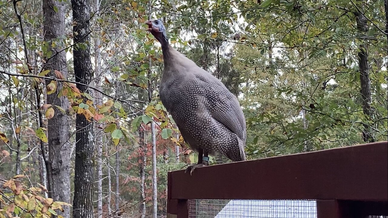 Guinea Fowl Alarm