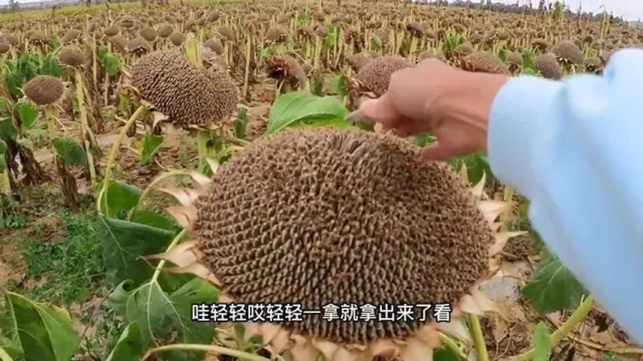 Driving the RV road trip came across a melon field 8