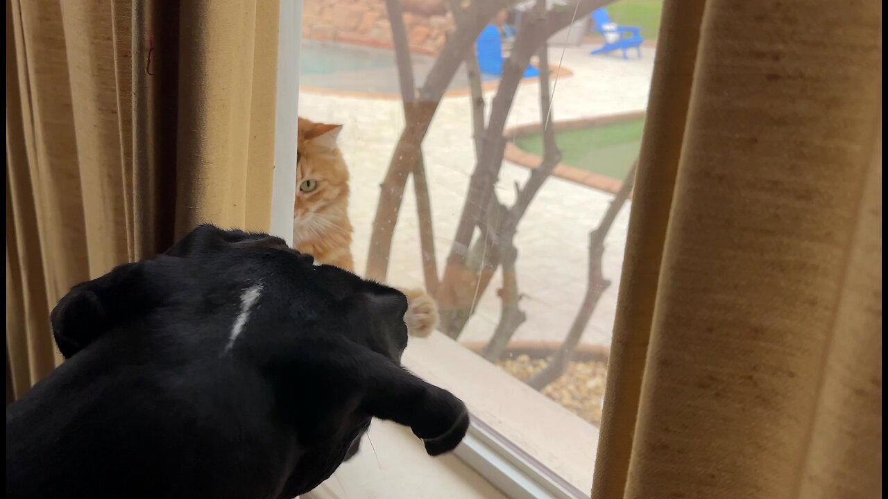 Nosey Great Dane Finds A Furry Feline Surprise Behind The Curtains