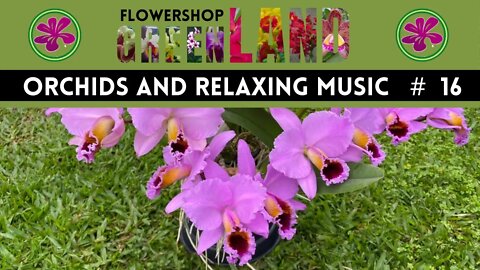 ERSATZ BOSSA MUSIC | 100 ORCHIDS TO THE SOUND OF RELAXING MUSIC | # 16