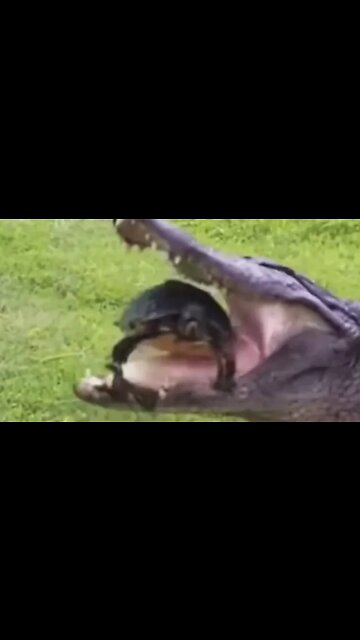 ALLIGATOR tries to EAT TURTLE…. FAILS! BIBLE STUDY