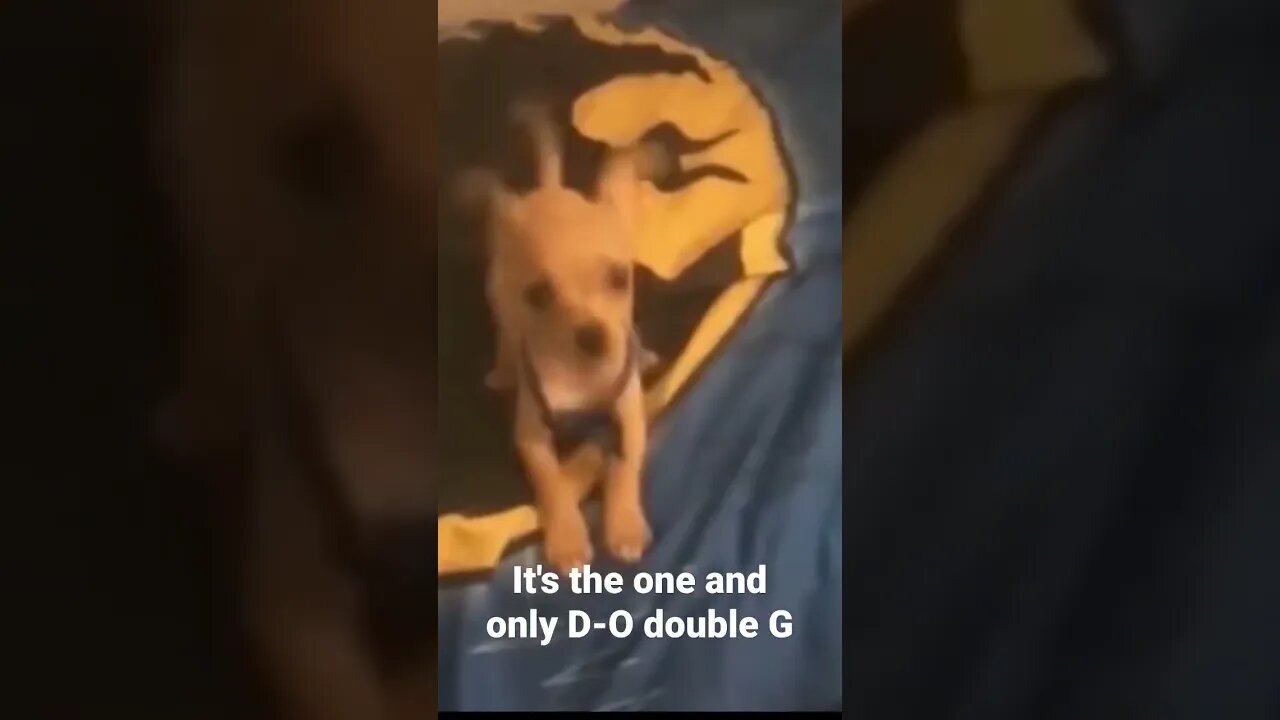 MEME is the one and only D-O double G #shorts