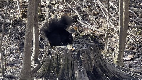 Squirrel variety James Gardens Toronto