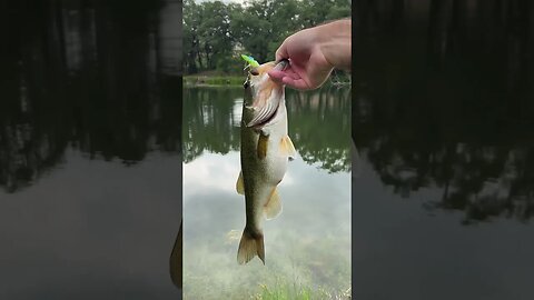 Bass are getting their feed on again! #bass #bassfishing #fishing #finessefishing #shorts