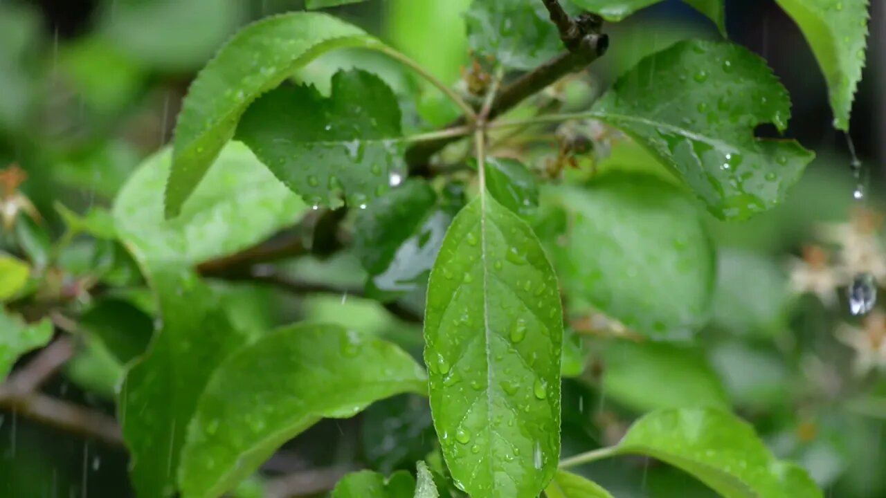 The sound of rain for sleep. Sounds of the rain. Fall asleep quickly. Sounds of nature.