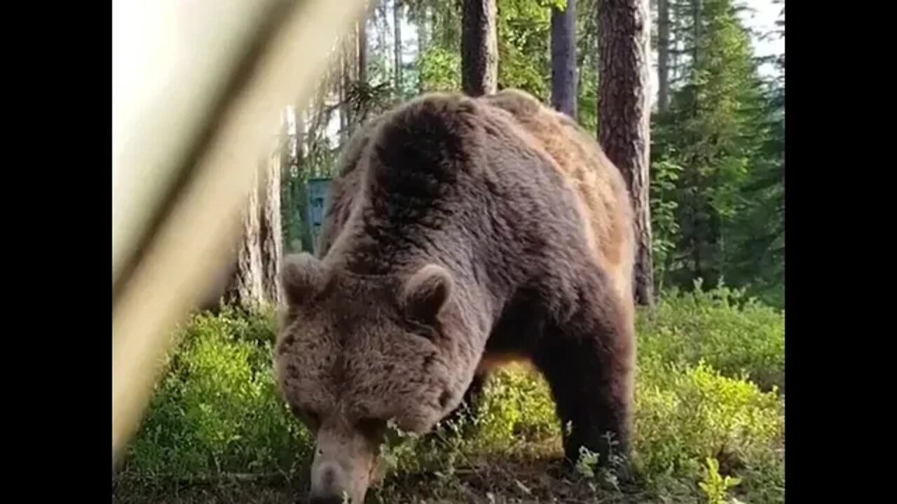 These campers woke up to an absolute unit of a silverback bear rooting around their campsite