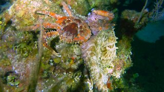 Gigantic channel crab is no match for a hungry octopus