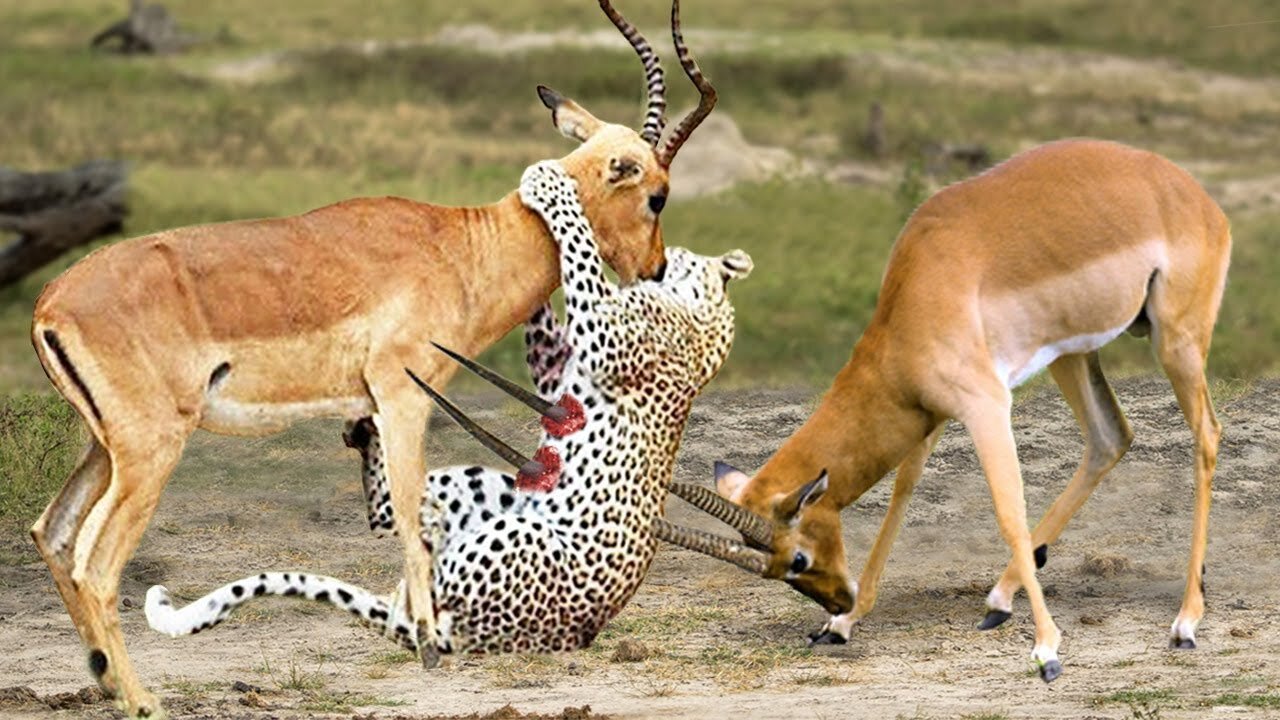 Impala Miraculously Escapes Jaws Of Leopard _ The Hunt _ BBC Earth