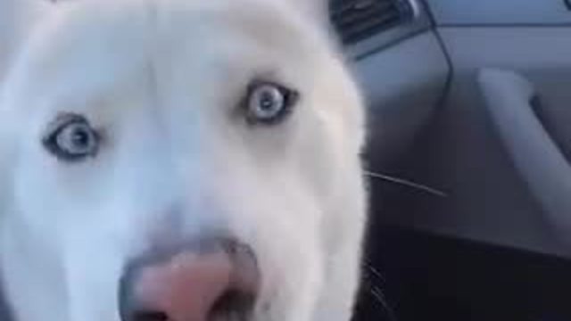 Husky makes it clear how she feels about bath time