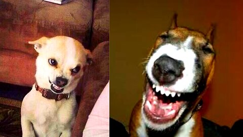 Funniest Cat And Dogs ?? Funny Animal Videos#20
