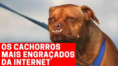 Os cachorros mais engraçados da internet