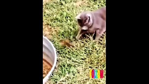 funniest~cute~and~clever*baby*squirrel*😱🤣🤣