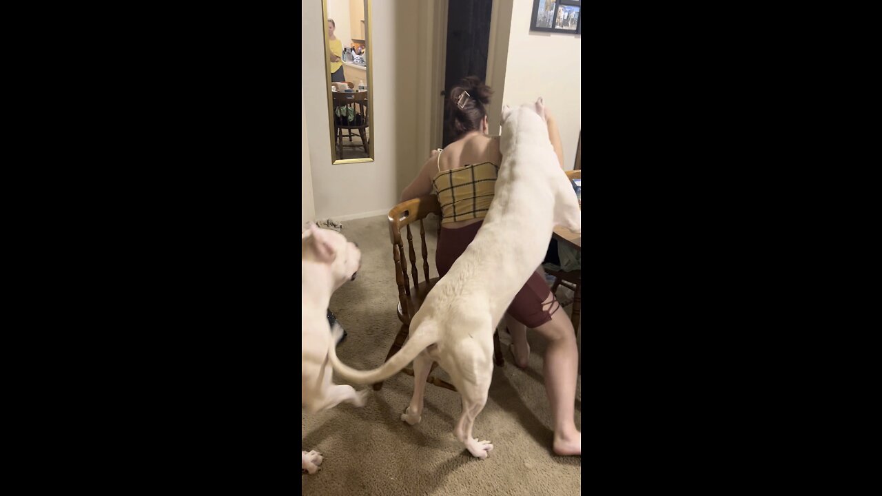 Terrifying Moment Dog Almost Bites Girl After Hearing Lion Roar