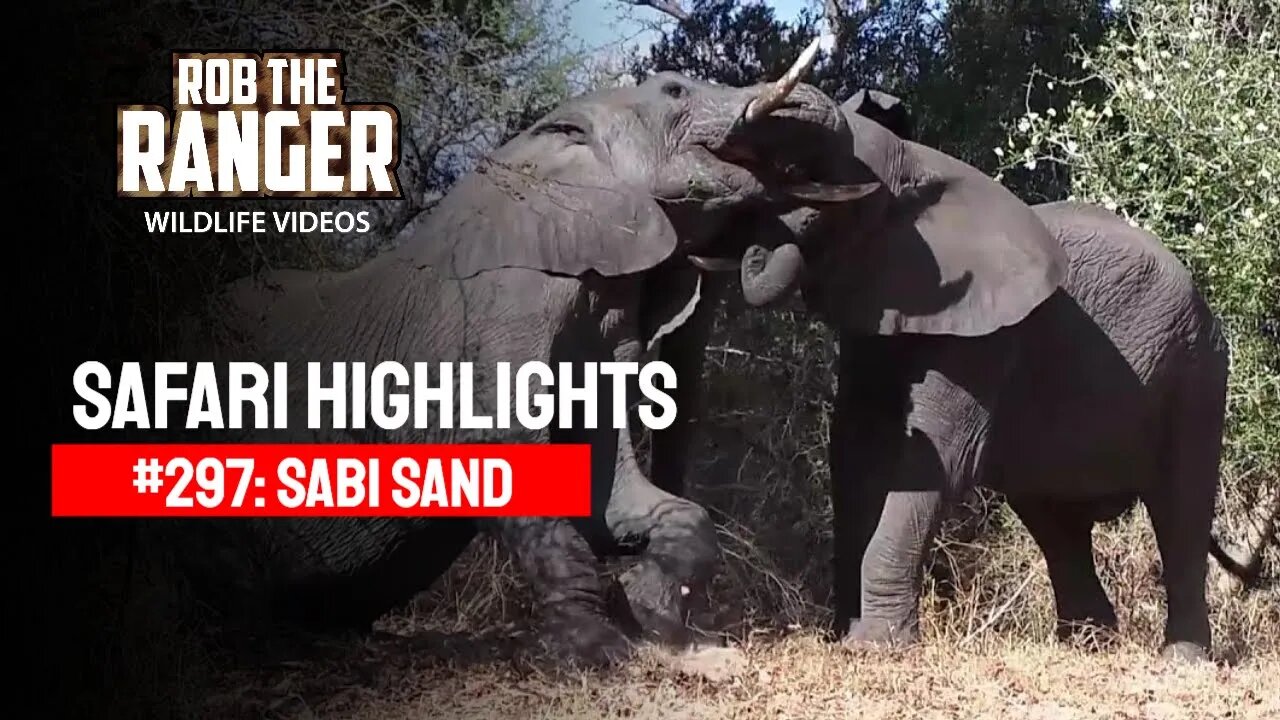 Safari Highlights #297: 01 - 04 October 2014 | Sabi Sand Nature Reserve | Latest Wildlife Sightings