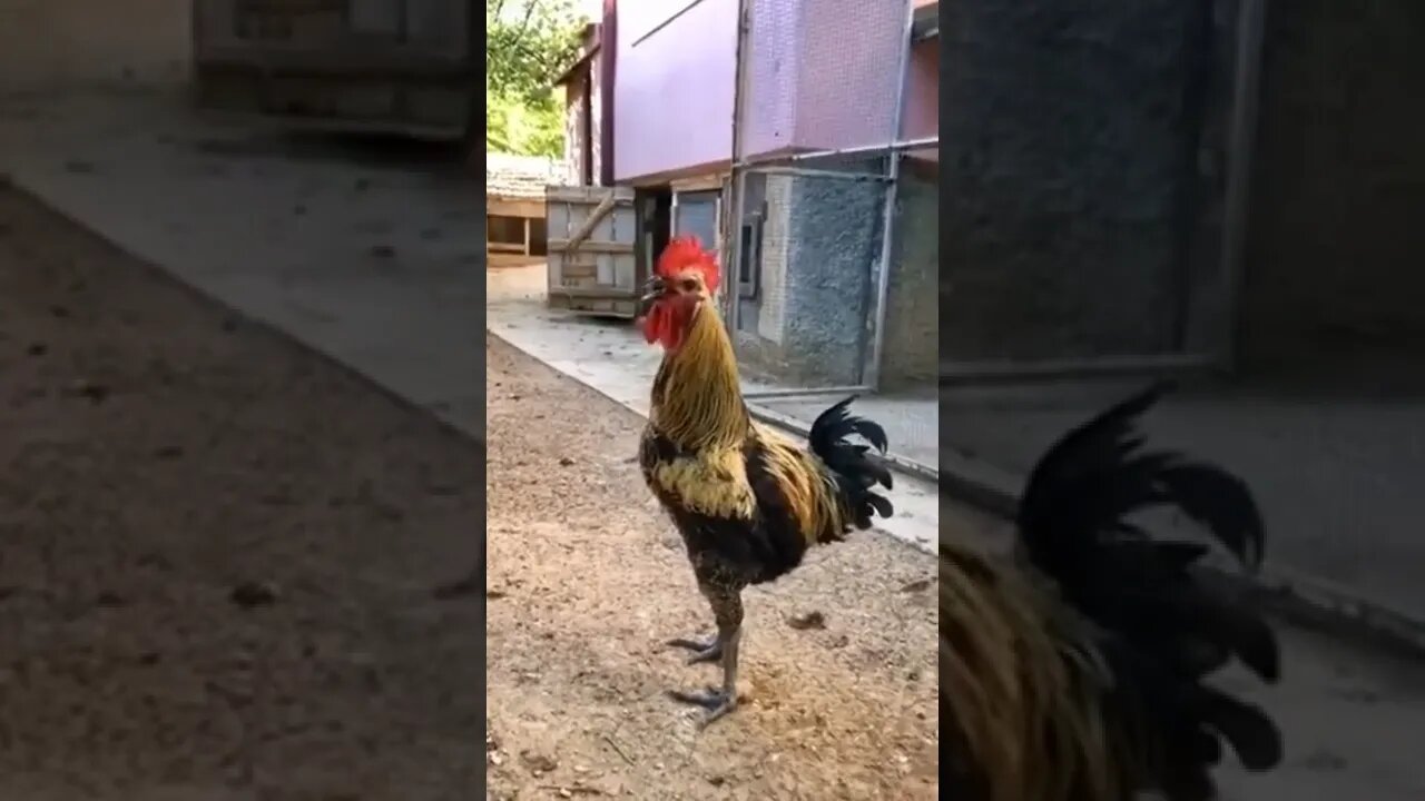 try not to laugh#shorts