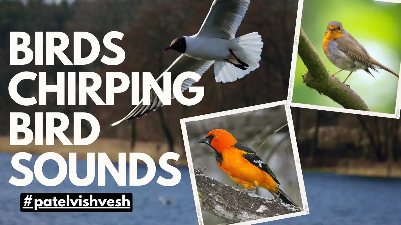 Birds Sounds, Forest Birdsong - Relaxing Nature Sounds - Birds Chirping - REALTIME - NO LOOP