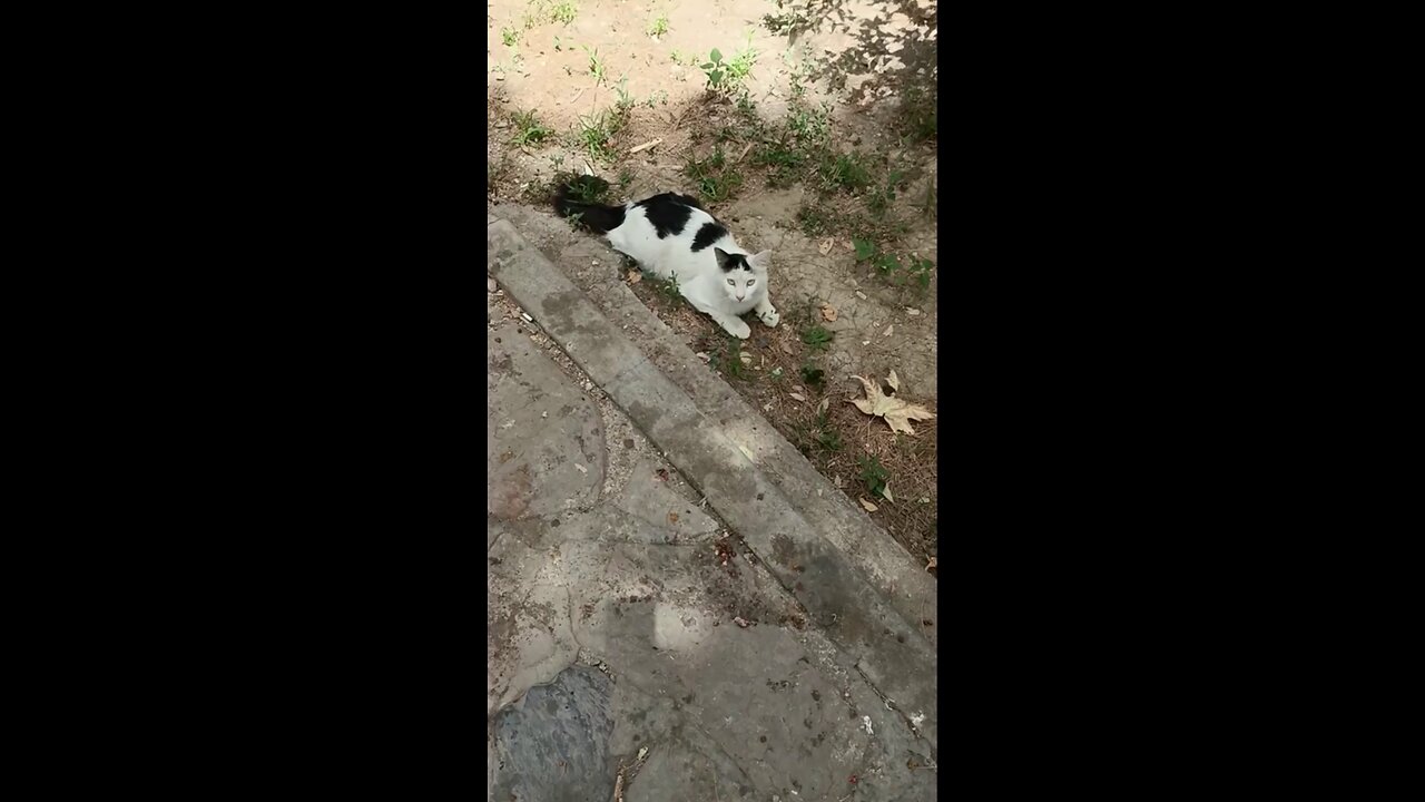 A cute and beautiful cat is resting